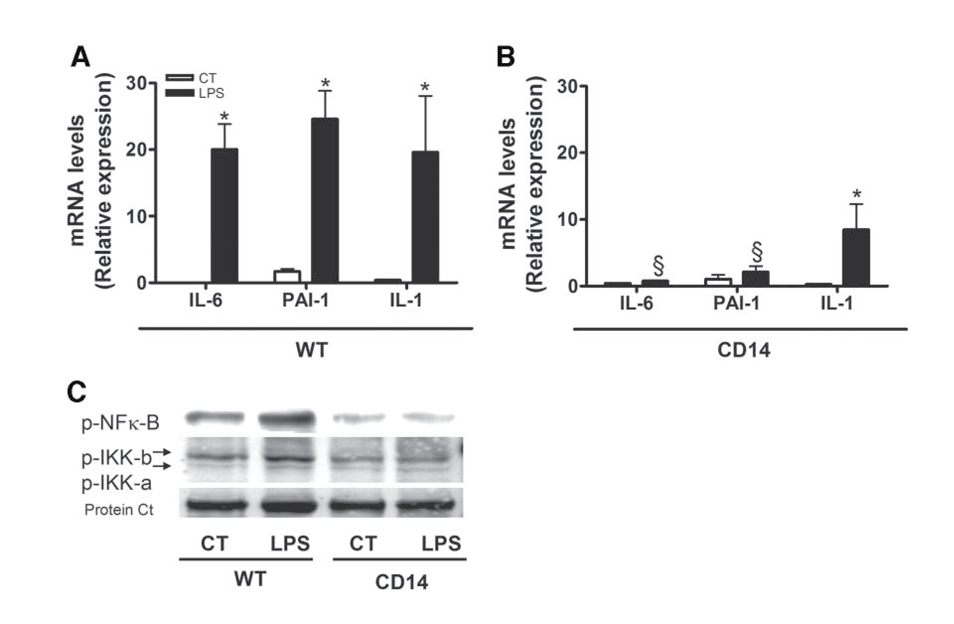 CD14 결핍 마우스에서의 급성 LPS 투여 후 지방조직 염증성 사이토카인 mRNA 발현 및 간 내 NF-κB/IKK 신호 전달 활성 억제 결과